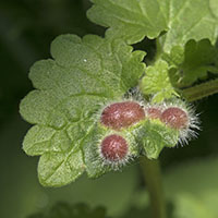 gall Dasineura rosaei